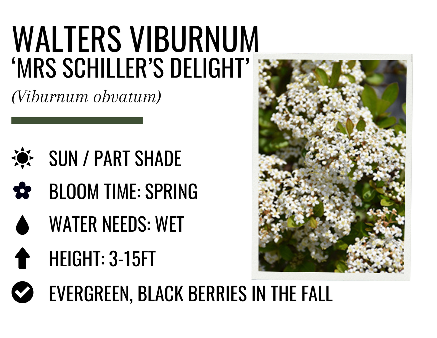 Walter's Viburnum - Mrs. Schiller's Delight (3g)