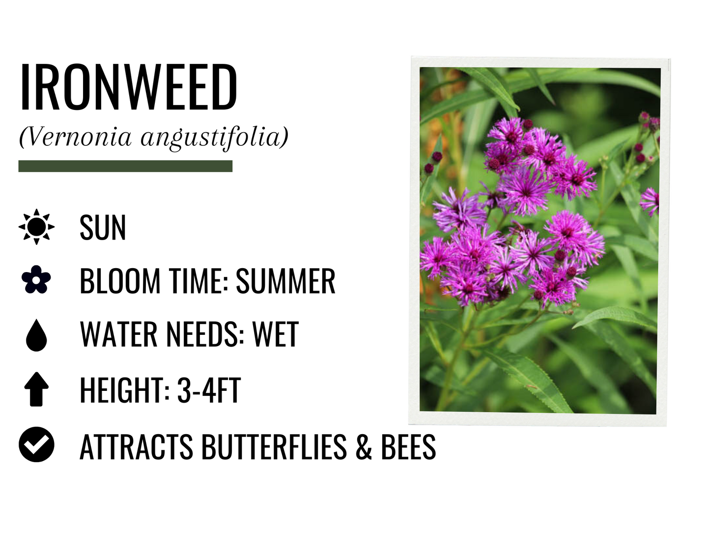 Ironweed (1g)