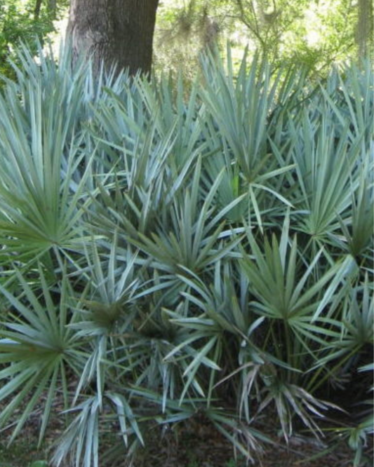 Silver Saw Palm (3g)