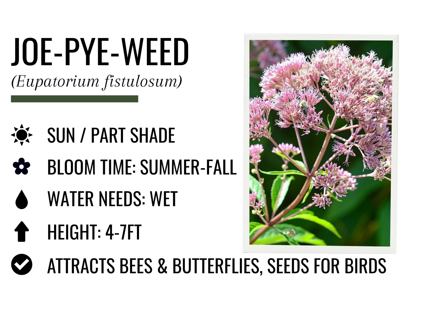 Joe-Pye-Weed (1g)