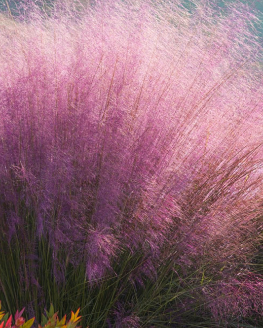 Pink Muhly Sweetgrass (3g)