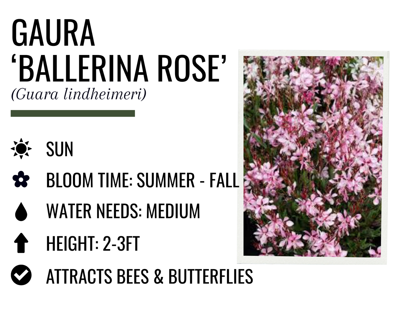 Gaura 'Ballerina Rose' (1g)