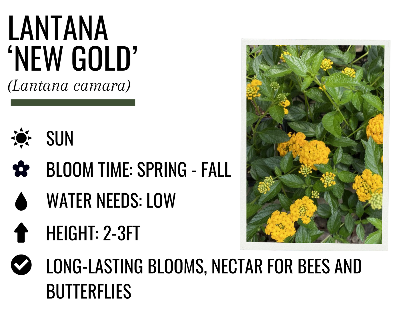 Lantana 'New Gold' (1g)