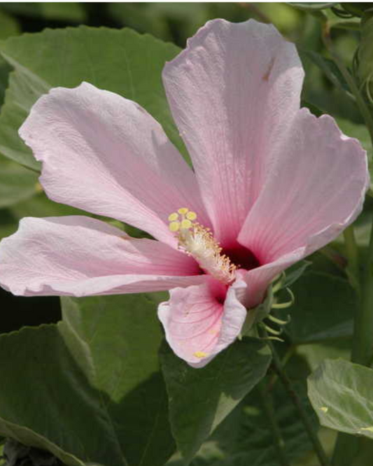 Hibiscus Grandiflorus (3g)