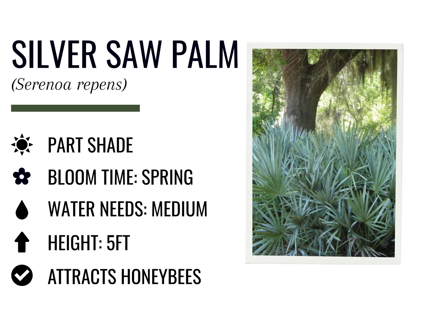 Silver Saw Palm (3g)