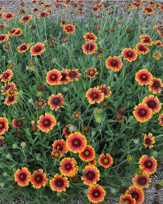 Blanket Flower (1g)