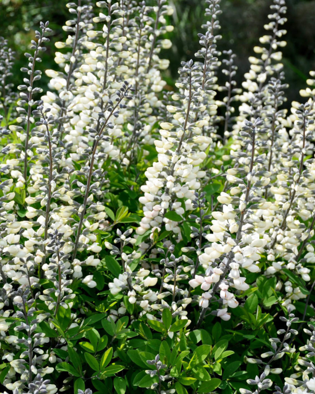 Baptisia Alba - False Indigo (1g)