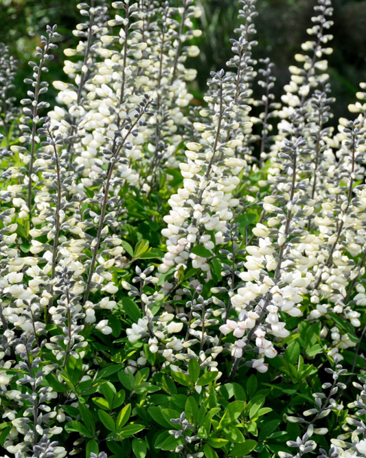 Baptisia Alba - False Indigo (1g)