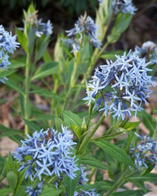 Amsonia Blue Star (1g)