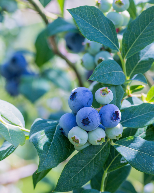 Rabbiteye Blueberry - Vernon (3g)