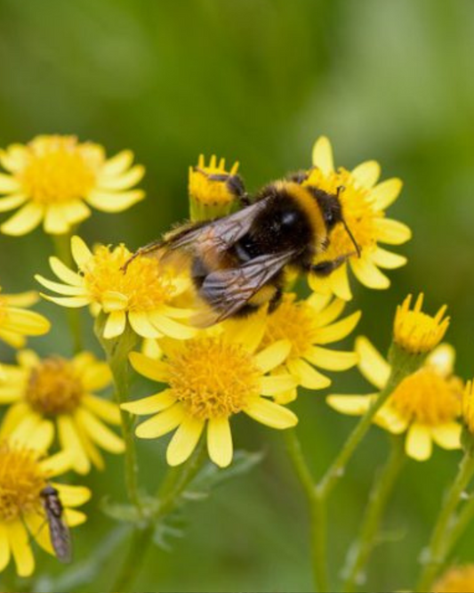 Golden Ragwort (1g)