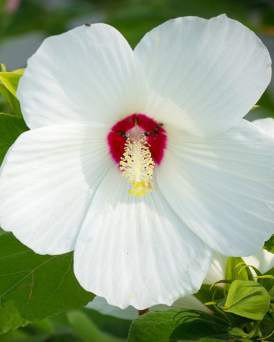 Hibiscus Moscheutos (1g)