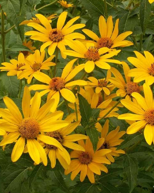 False Sunflower (1g)