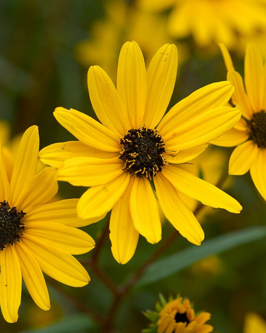 Swamp Sunflower (1g)
