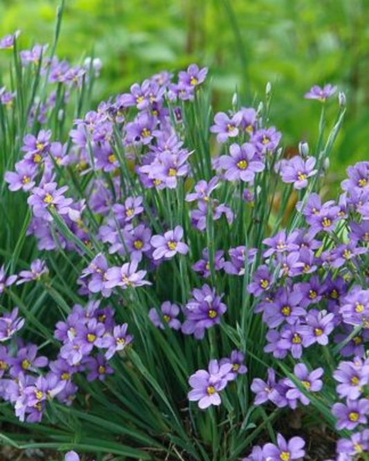 Suwannee Blue-Eyed Grass (1g)