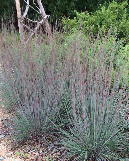 Little Bluestem (1g)