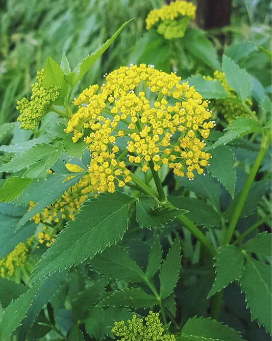 Golden Alexander (1g)