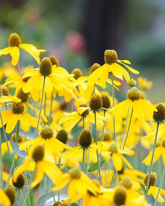 Prarie Coneflower (1g)