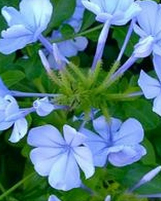 Blue Moon Phlox (1g)