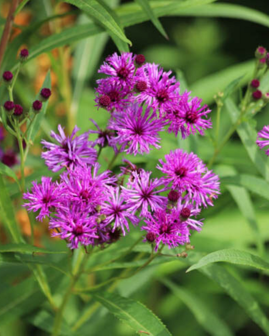 Ironweed (1g)