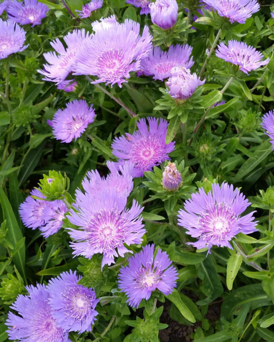 Stokes Aster (1g)