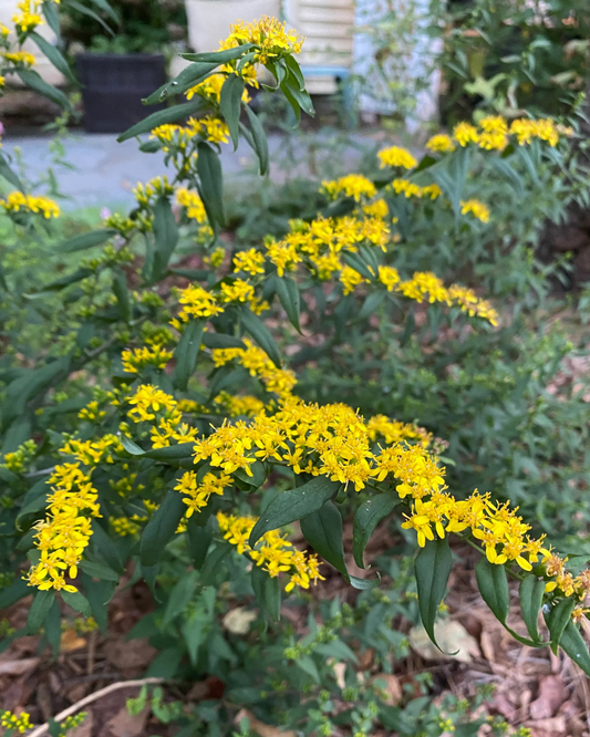 Wreath Goldenrod (1g)