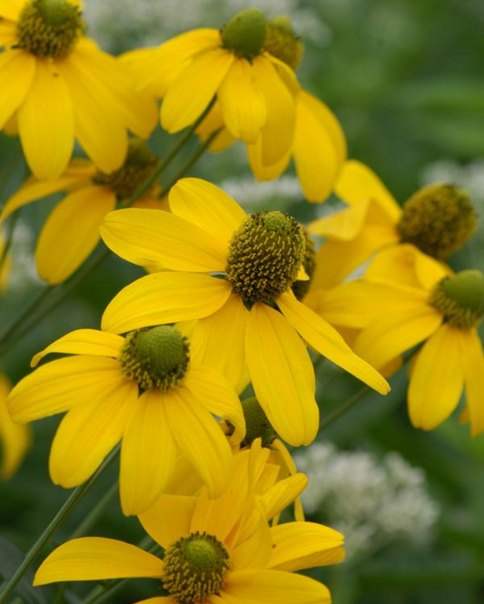 Cutleaf Coneflower (1g)