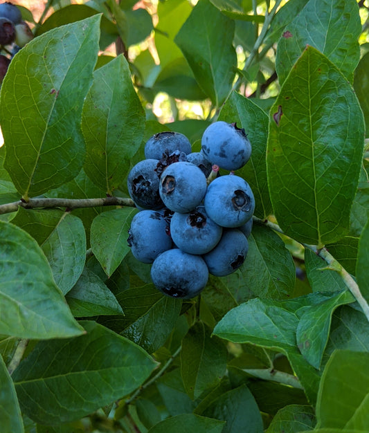 Rabbiteye Blueberry - Premier (3g)